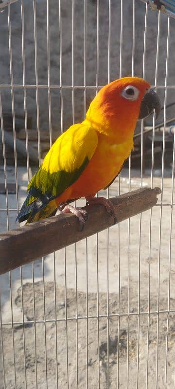 Sunconure Breeder Male With DNA Nail Tail Fly All Ok 2