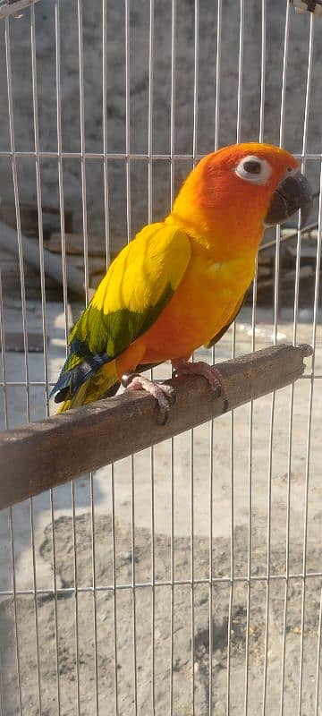 Sunconure Breeder Male With DNA Nail Tail Fly All Ok 3