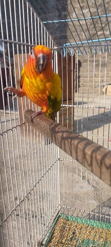 Sunconure Breeder Male With DNA Nail Tail Fly All Ok 4