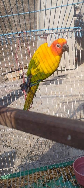 Sunconure Breeder Male With DNA Nail Tail Fly All Ok 5