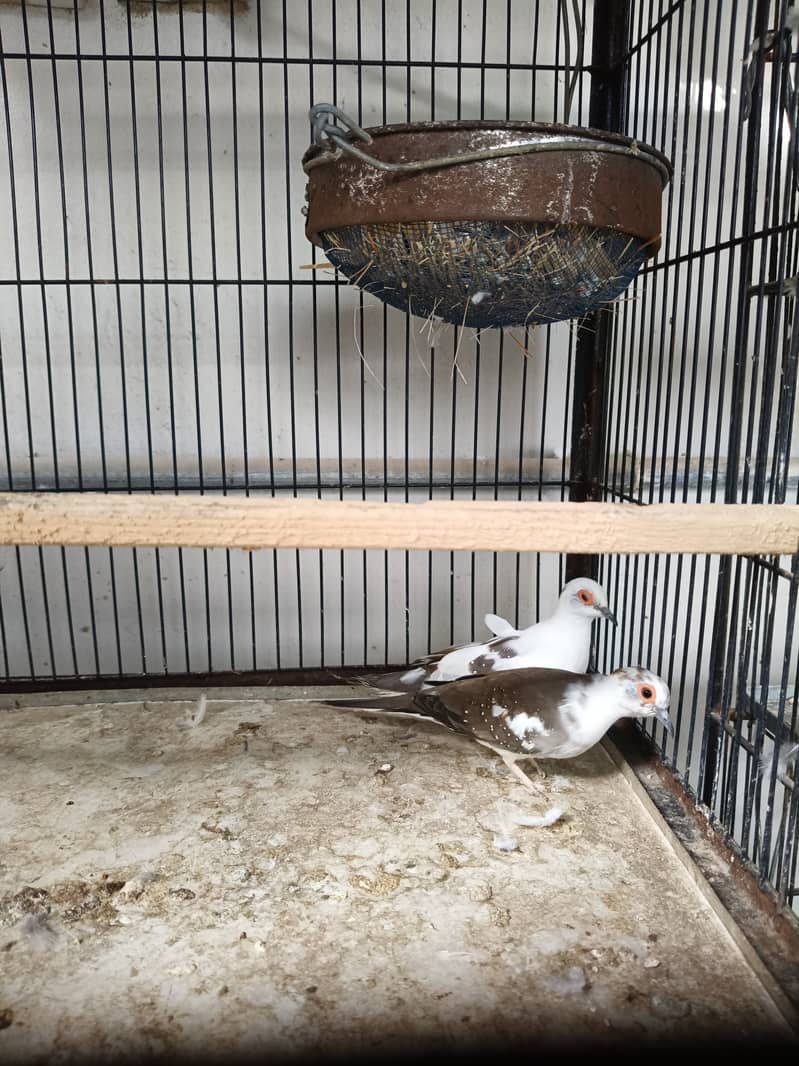 Looking for new Shelter, Red Pied, Diamond pied & Cinnamon pied. 6