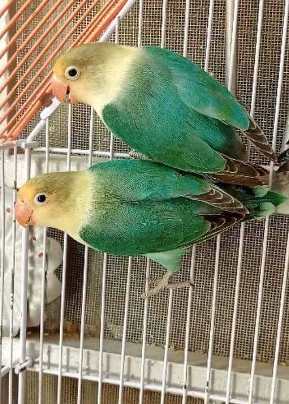 Parblu/Ino Breeder Male and female 1