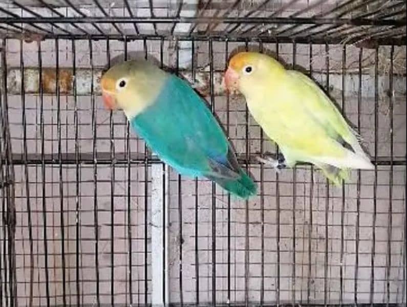 Parblu/Ino Breeder Male and female 3