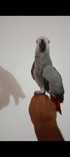 African grey tamed or toking