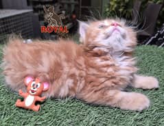 Ginger brown cute Persian Kitten | kitten | Persian kittens |