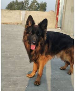 German Shepherd long male confirm stud video on what'sapp