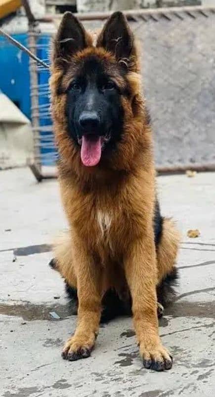 German Shepherd long male confirm stud video on what'sapp 1