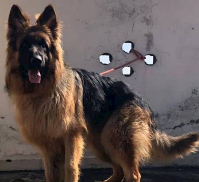 German Shepherd long male confirm stud video on what'sapp 2