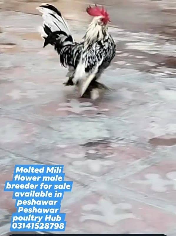 Mili flower male breeder for sale 1