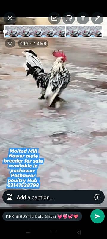 Mili flower male breeder for sale 4