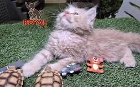 Fawn Fluffy Persian kitten l Persian cat | kitten | piki face