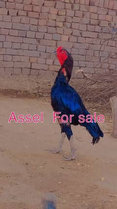 Black aseel murga 0