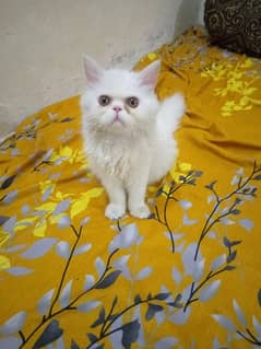 Persian Kittens