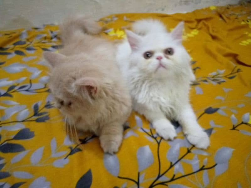 PersianKittens 2