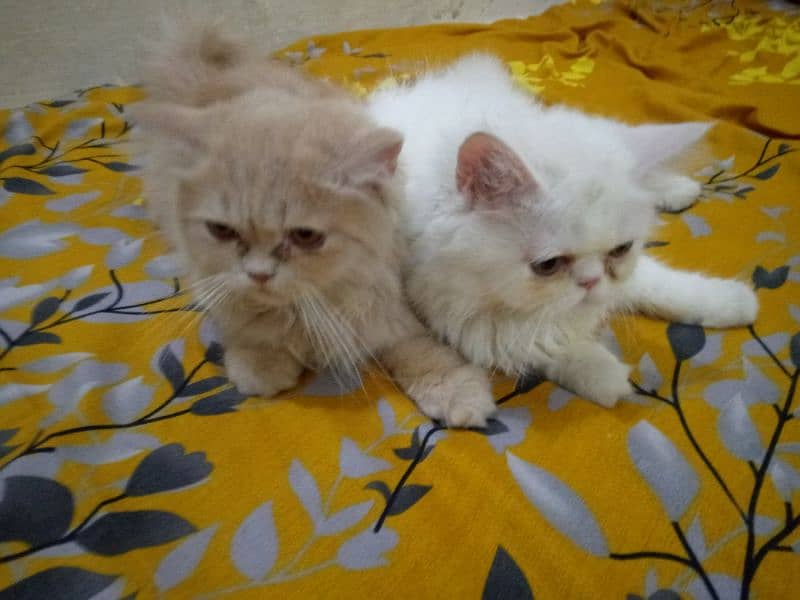 PersianKittens 3