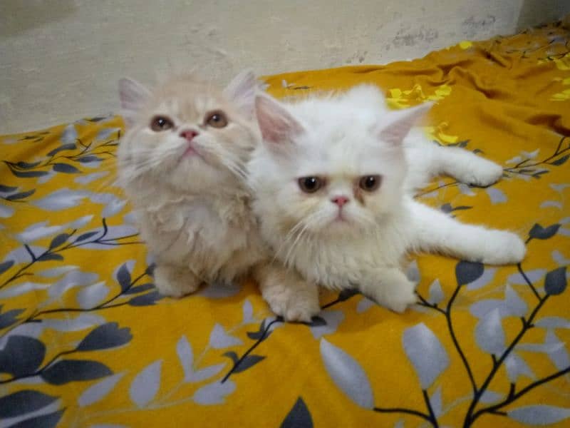 PersianKittens 4