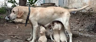 Labrador retriever puppies