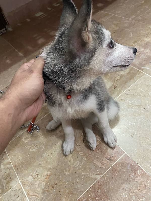 Siberian Husky 1