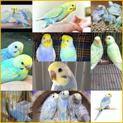 rainbow budgies, bajri, rainbow bajri chiks fir hand tame