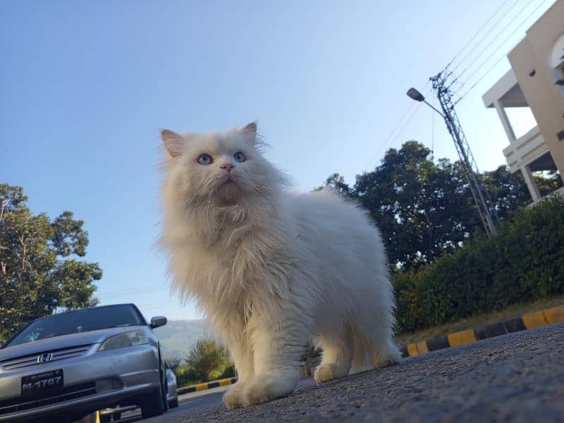 Persian Cat Male 1