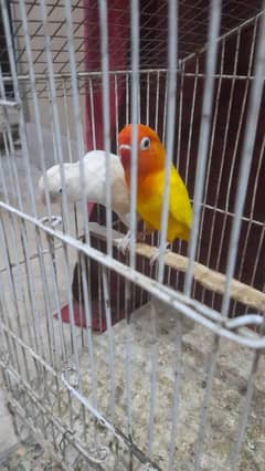 Love bird pairs Urgent sale 0