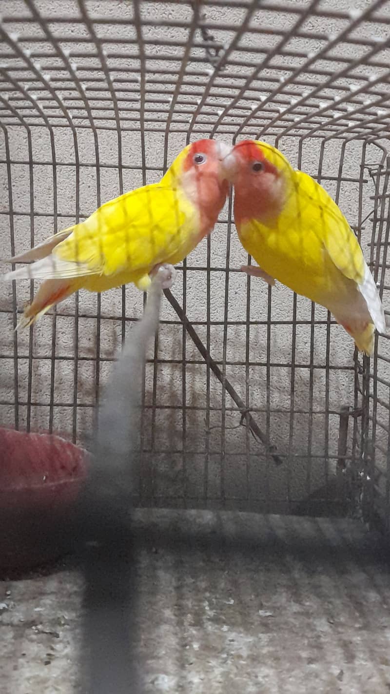 Love bird pairs Urgent sale 4