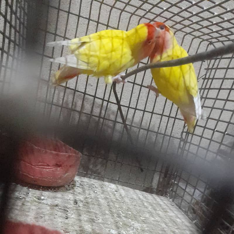 Love bird pairs Urgent sale 8