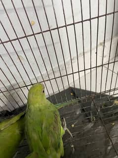 green parrot WhatsApp number 03061246578 0