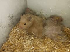 hamster 1.5 month babies available