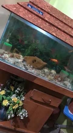 Fish Aquarium URGENT SALE