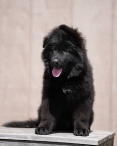 Black German shepherd male puppy