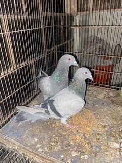 qasid pair for sale