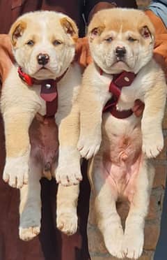 king alabai security dog pair 2 month for sale