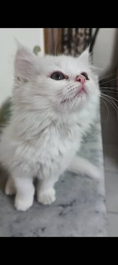 persian kitten age 3 months (03435159958) whatsapp