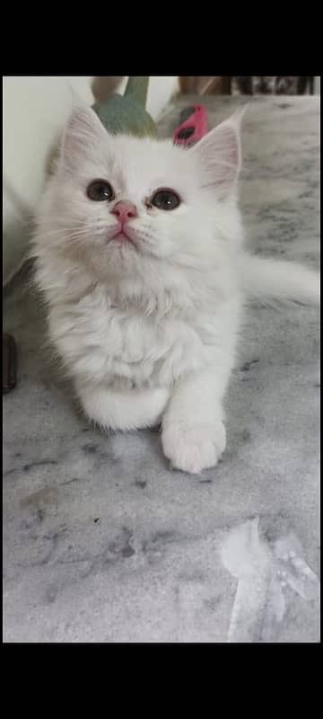 persian kitten age 3 months 1