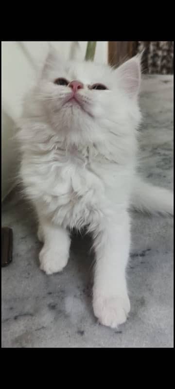 persian kitten age 3 months 2