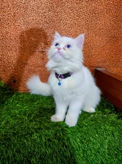 call for details Persian cat triple coated different prices