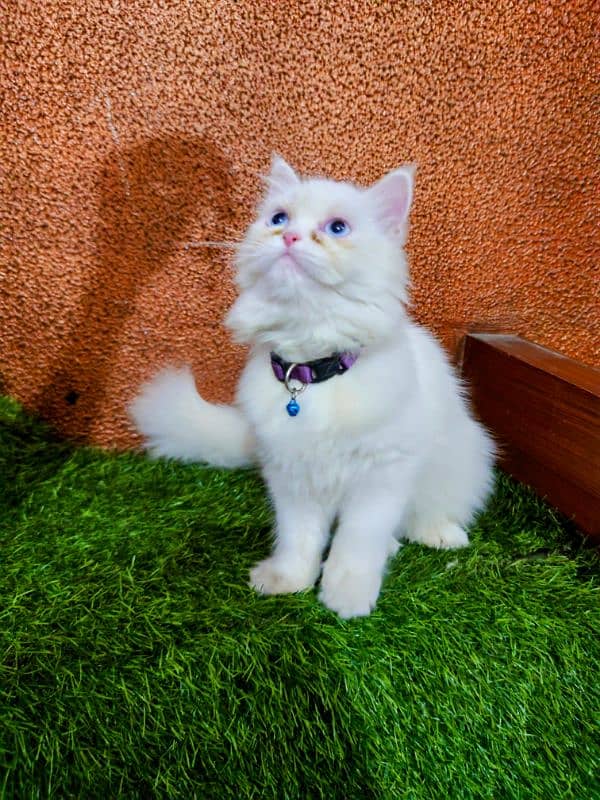 persian semi punch kittens  triple coated different prices 10