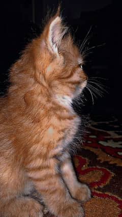 Persian brown female baby catin