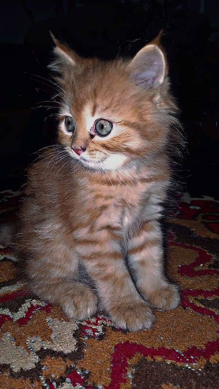 Persian brown female baby catin 1