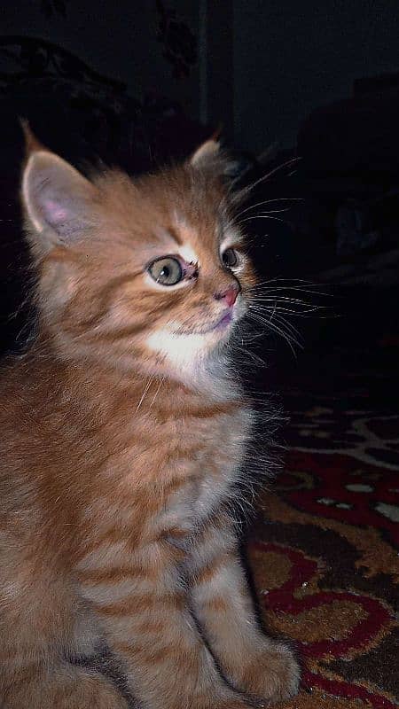 Persian brown female baby catin 2