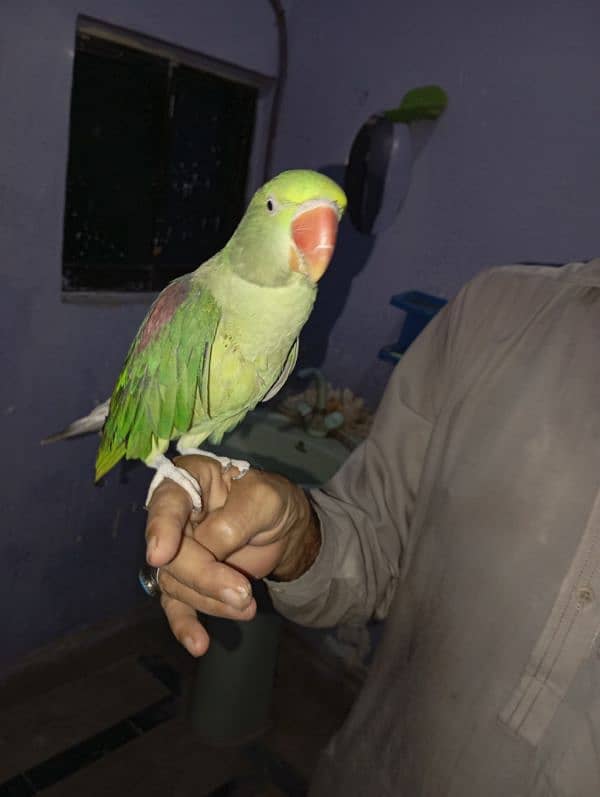 Raw parrot 0