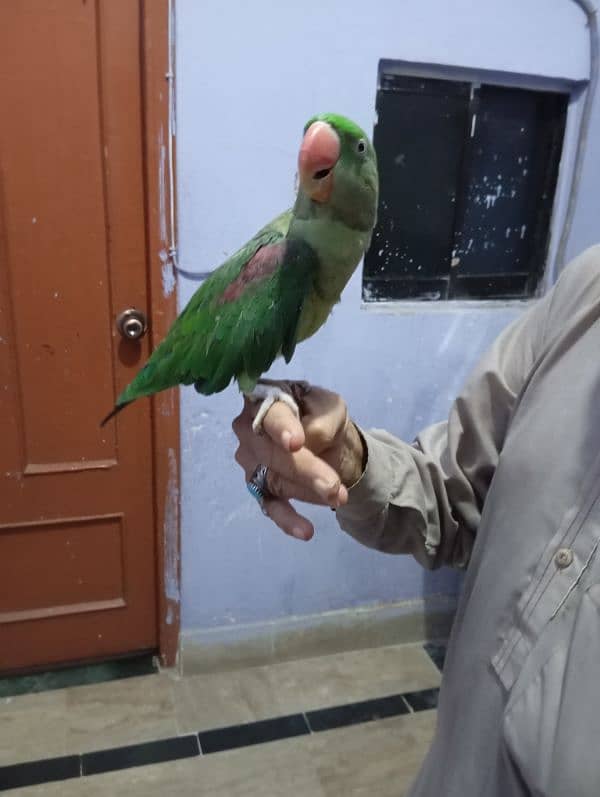 Raw parrot 2