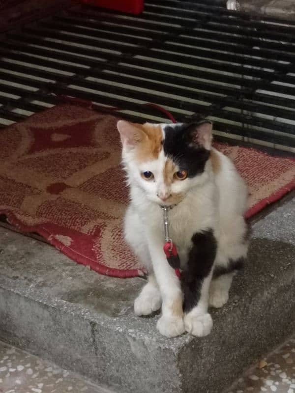 Turkish Angora Adult Cat 2