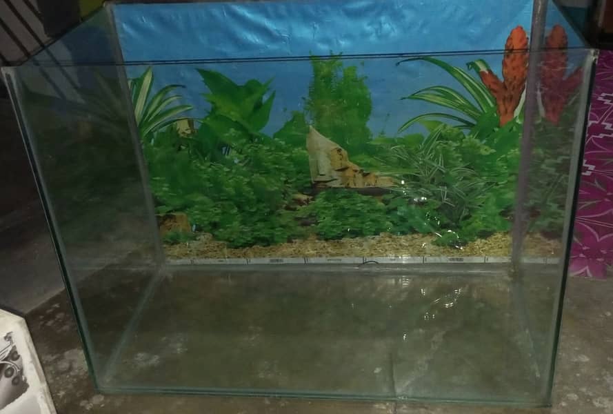 Fish Aquarium 1