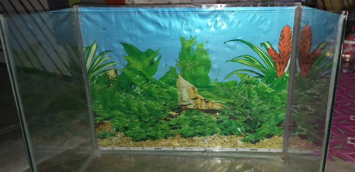 Fish Aquarium 2