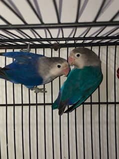 Love Bird Females available