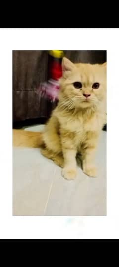 Persian pure ginger female