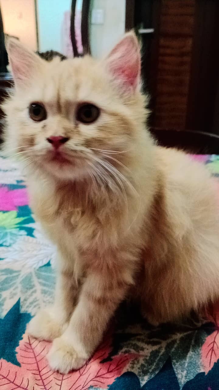 Persian pure ginger female 2