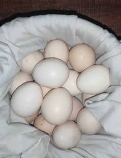 eggs